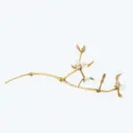 Mistletoe Branch